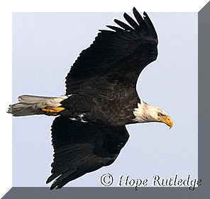 bald eagle